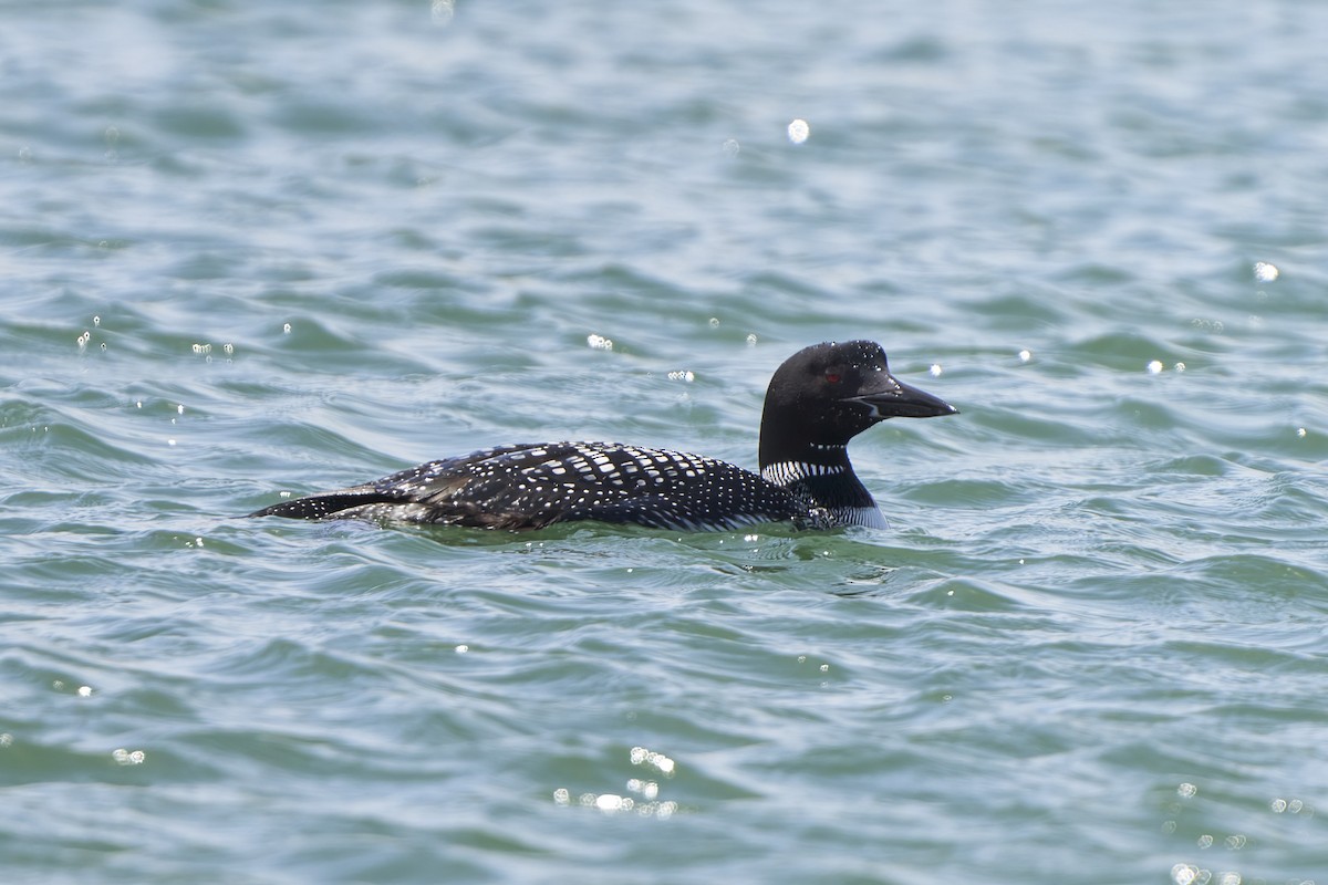 Common Loon - Nate Klein