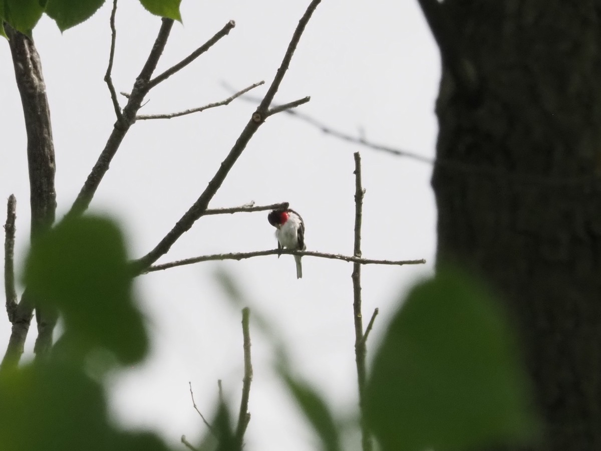 Rose-breasted Grosbeak - Bob Maddox