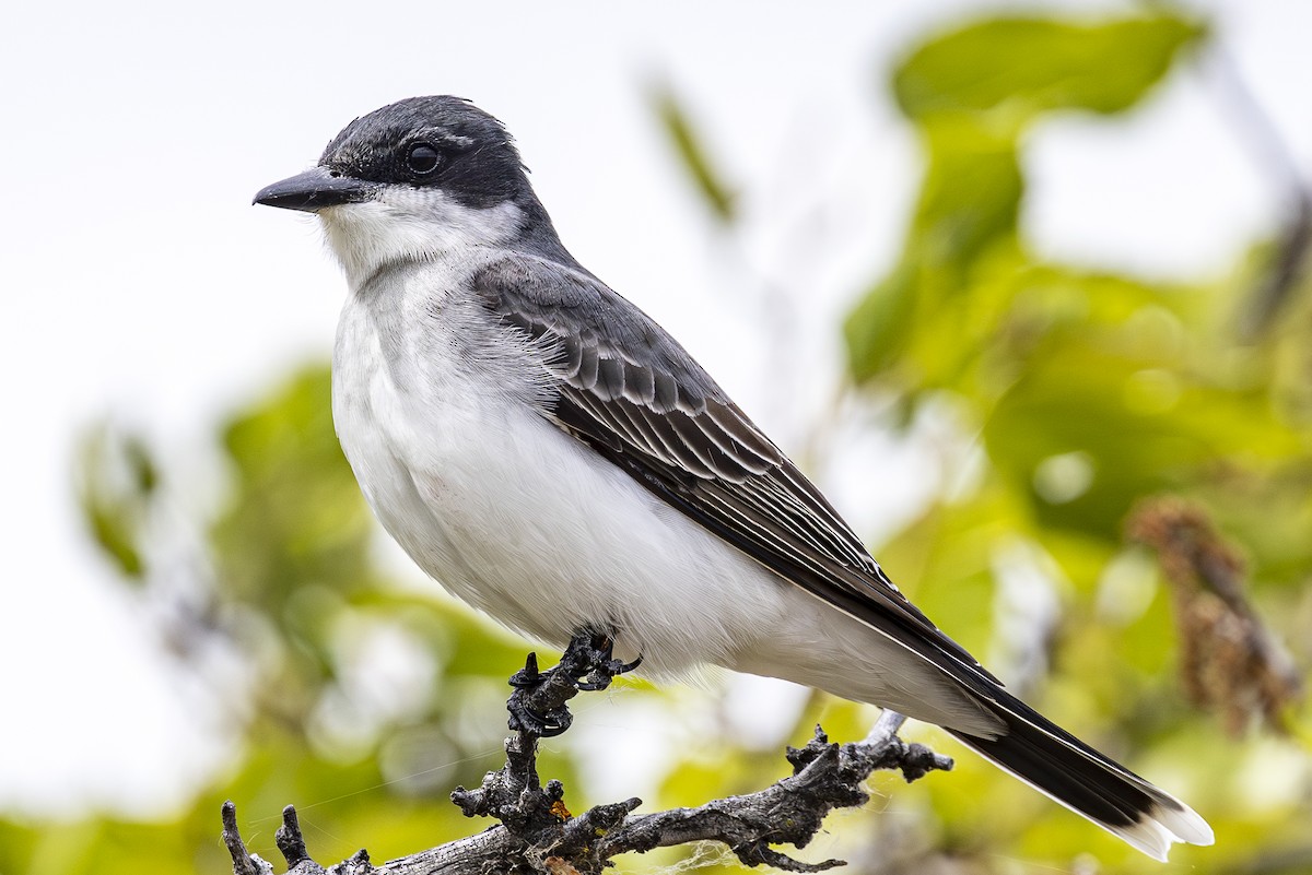 Eastern Kingbird - Jef Blake