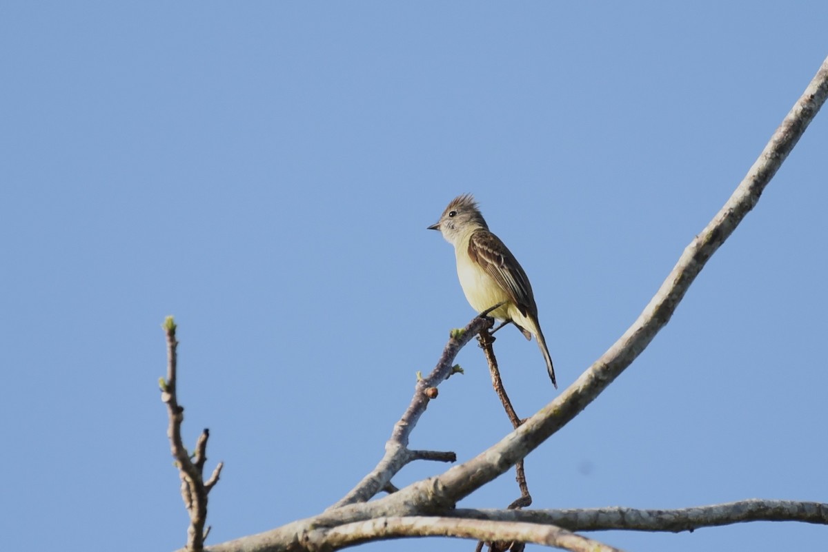 Yellow-bellied Elaenia - Bruce Mast