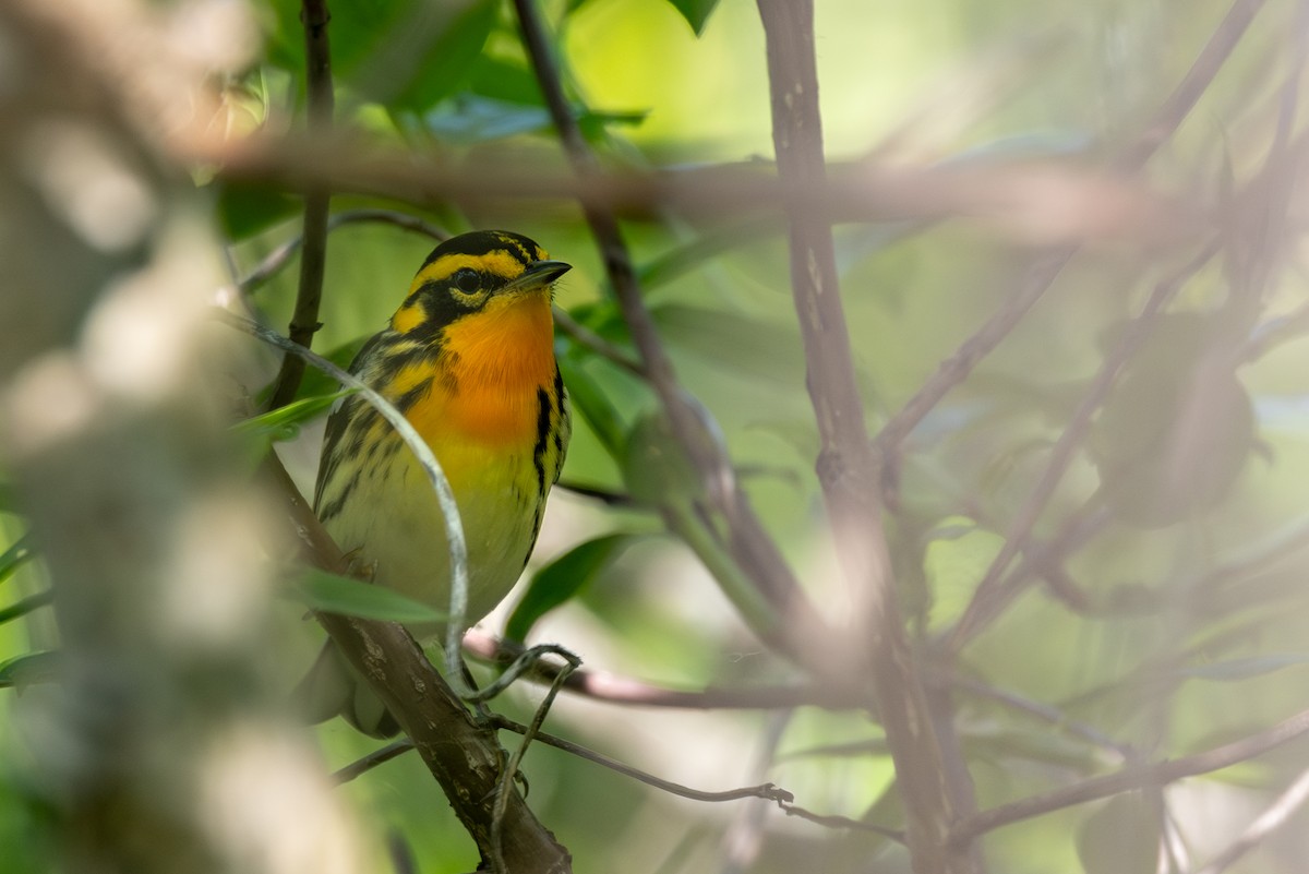 Blackburnian Warbler - Jacob Durrent