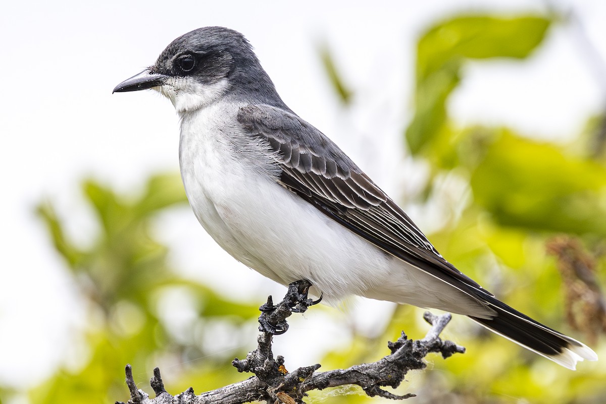 Eastern Kingbird - Jef Blake