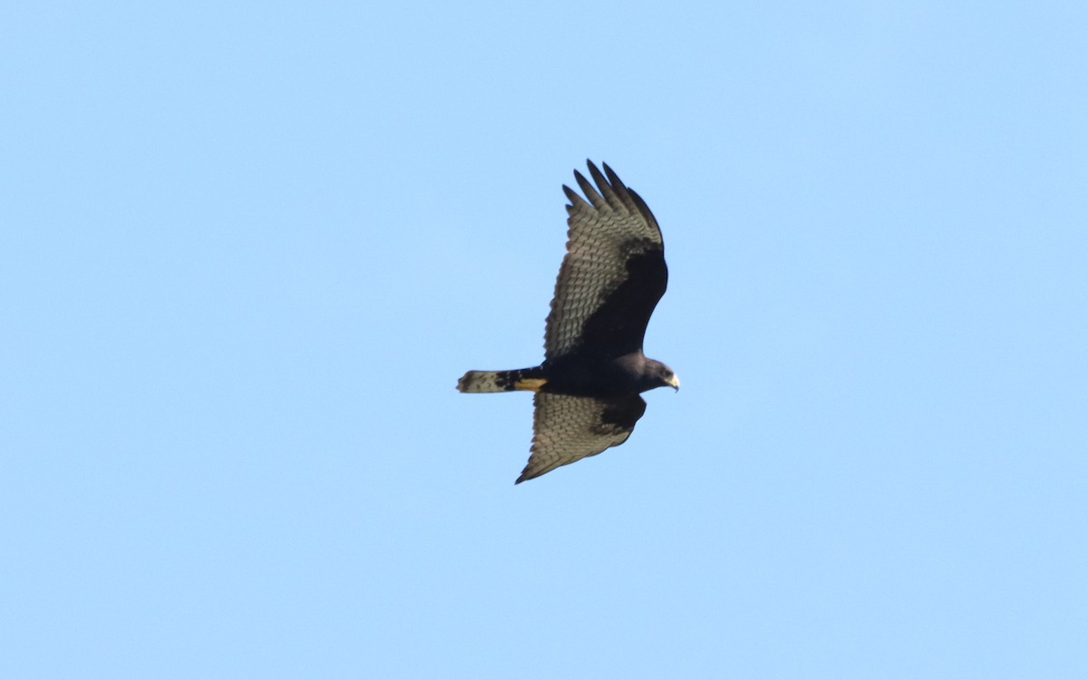 Zone-tailed Hawk - Oliver  Komar