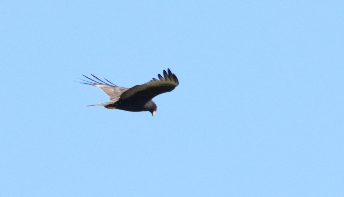 Zone-tailed Hawk - Oliver  Komar