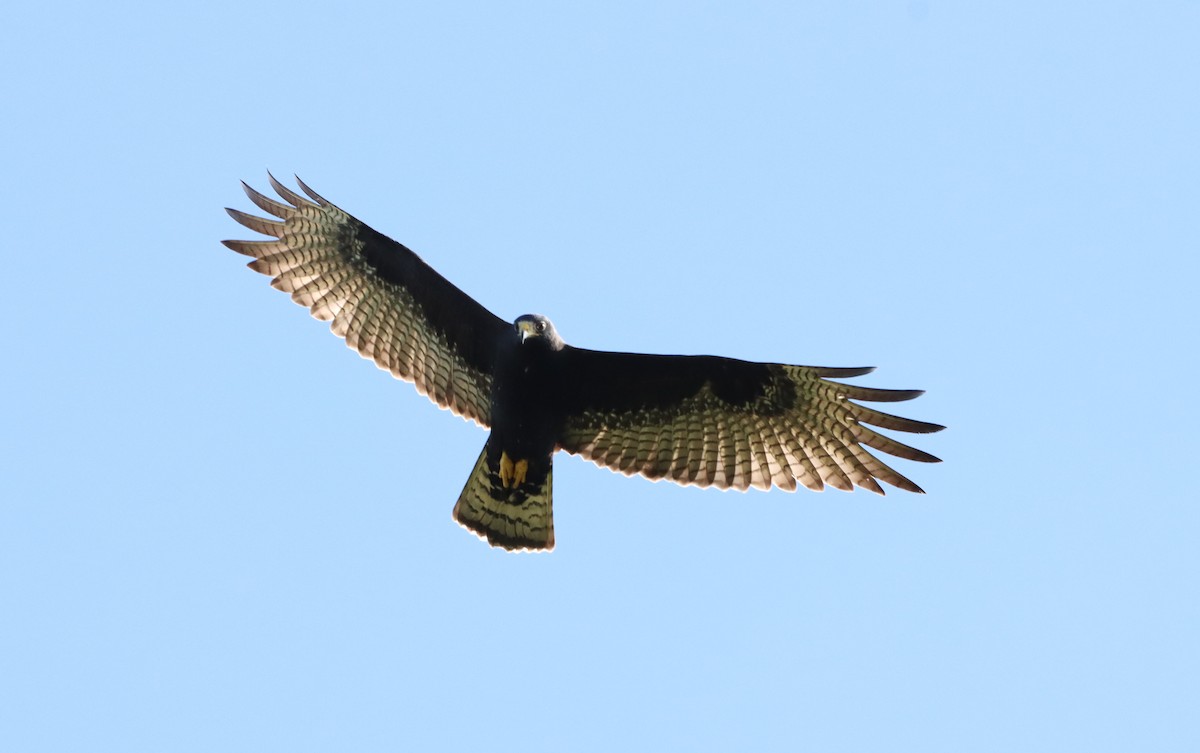 Zone-tailed Hawk - Oliver  Komar