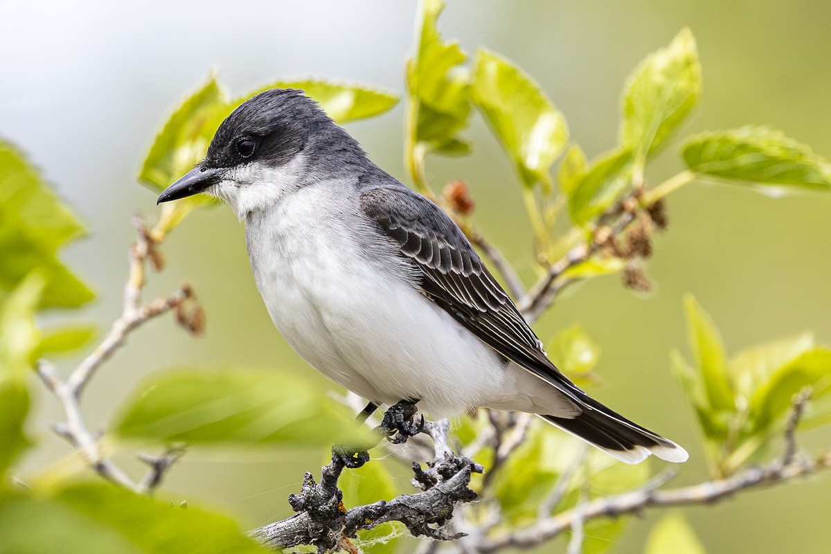 Eastern Kingbird - Jef Blake