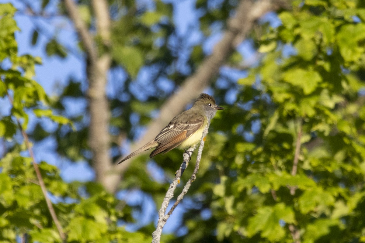 Great Crested Flycatcher - ML619589601