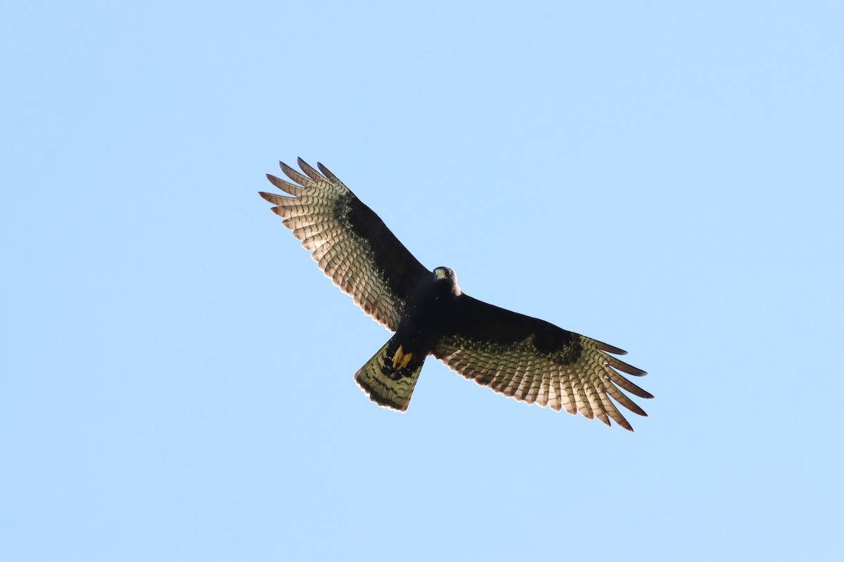 Zone-tailed Hawk - Oliver  Komar