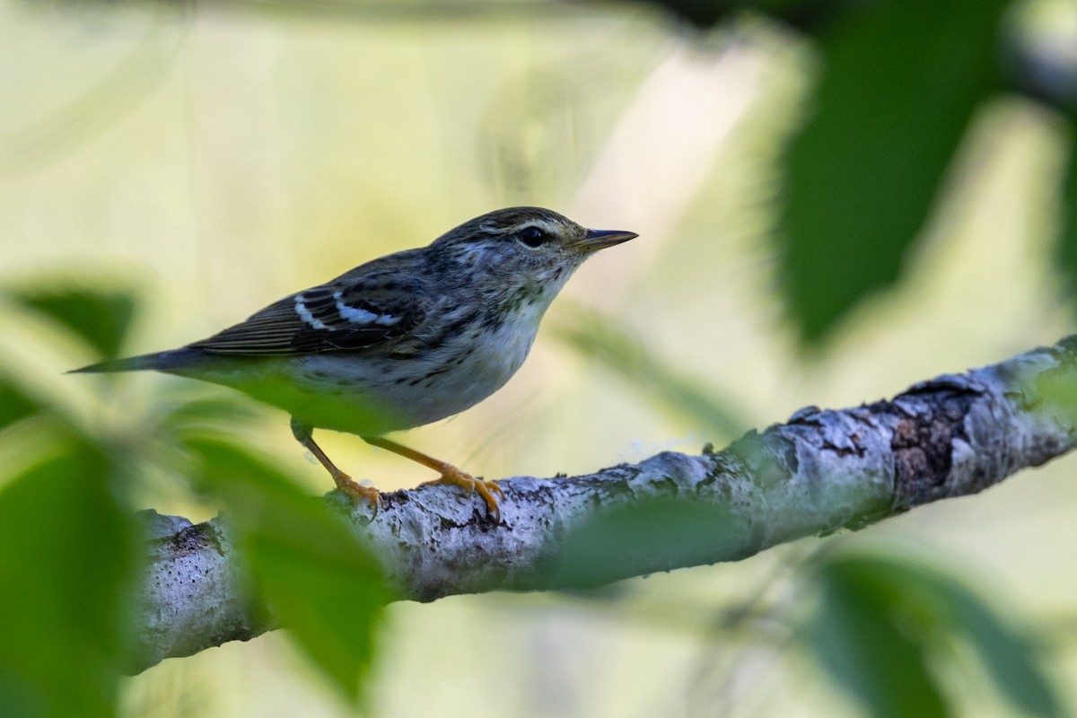 Blackpoll Warbler - Jacob Durrent