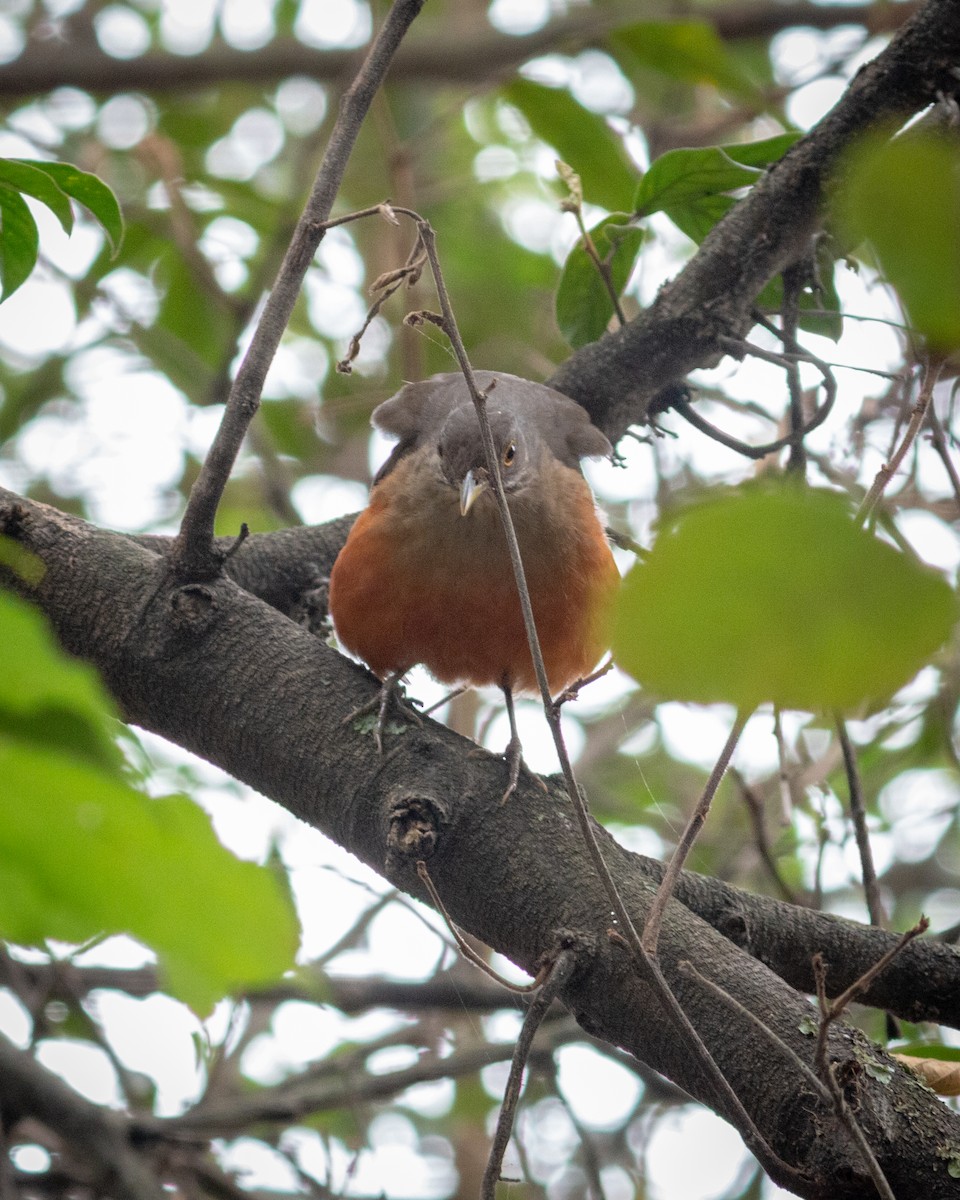 Rufous-bellied Thrush - Felipe Gulin