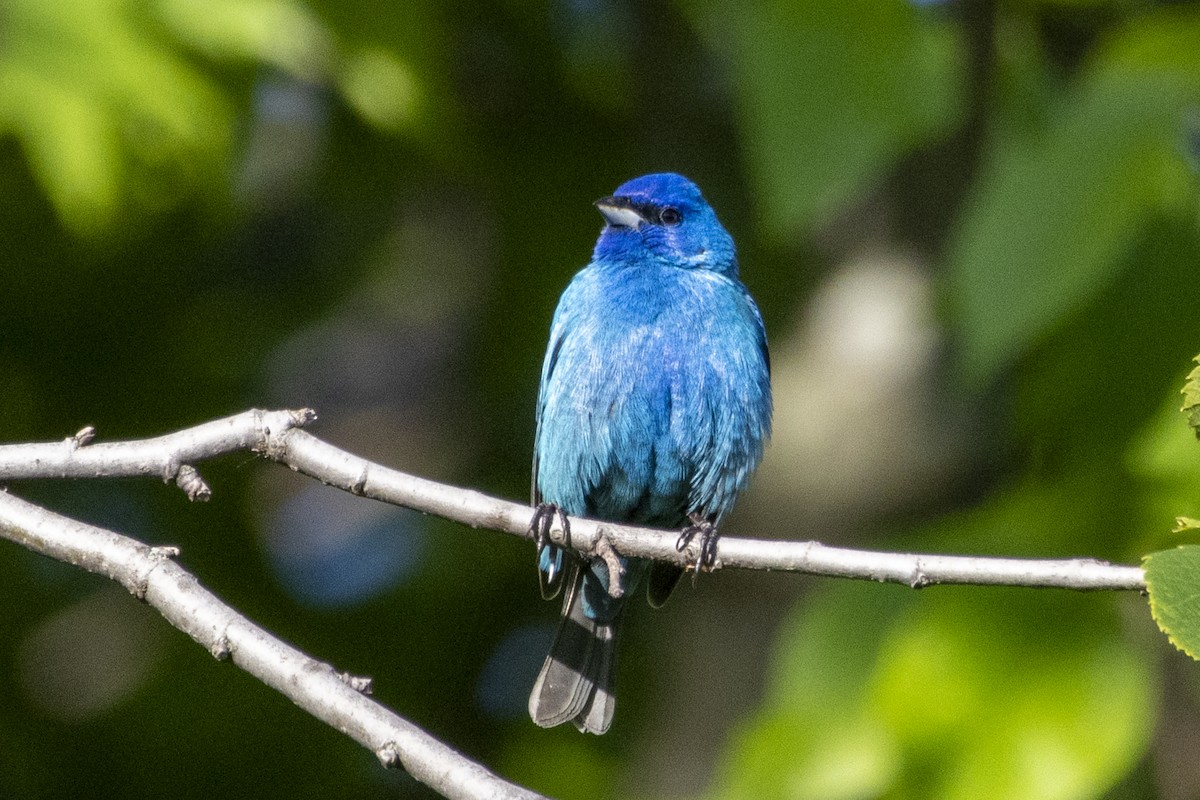 Indigo Bunting - Alex O’Brien