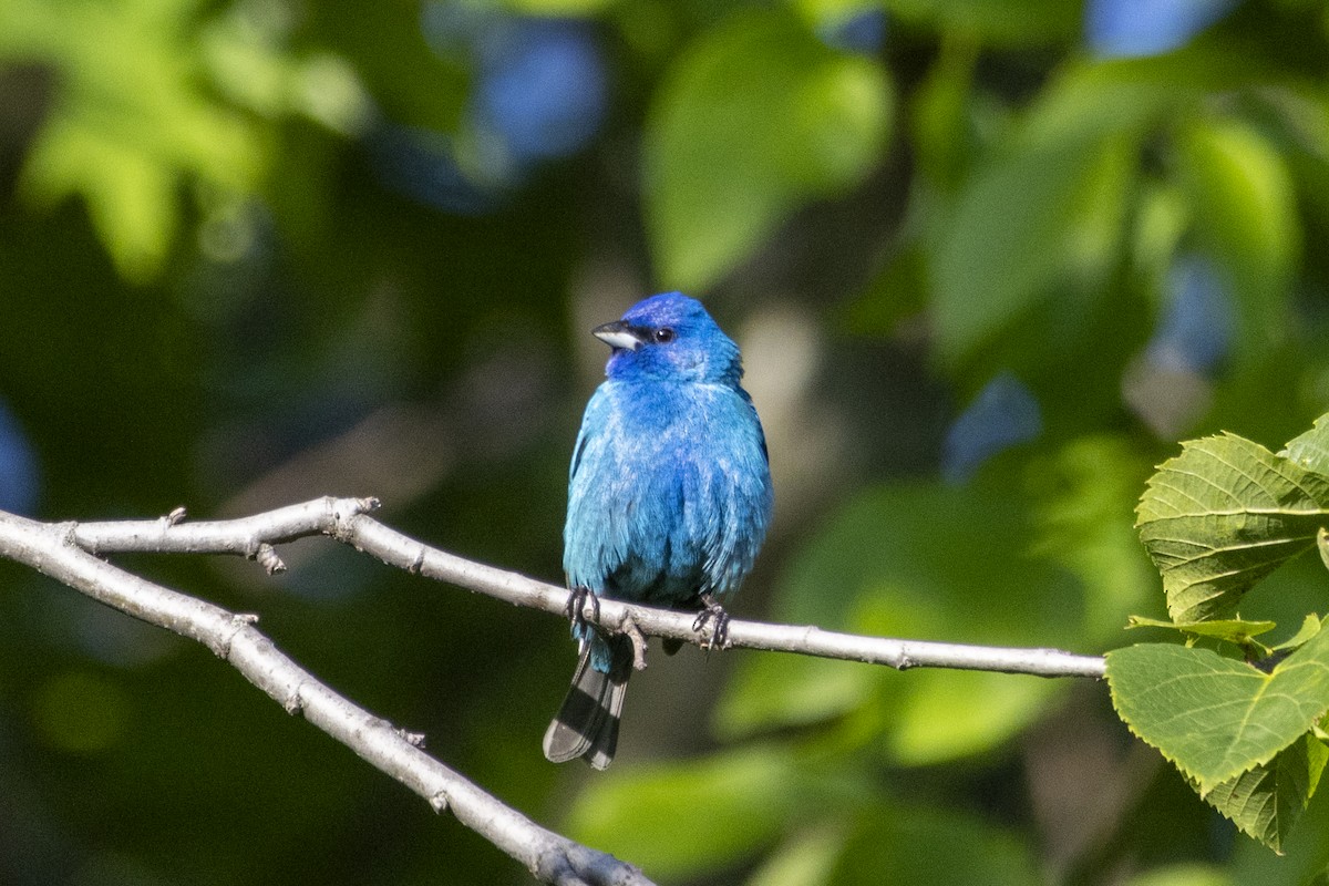 Indigo Bunting - Alex O’Brien