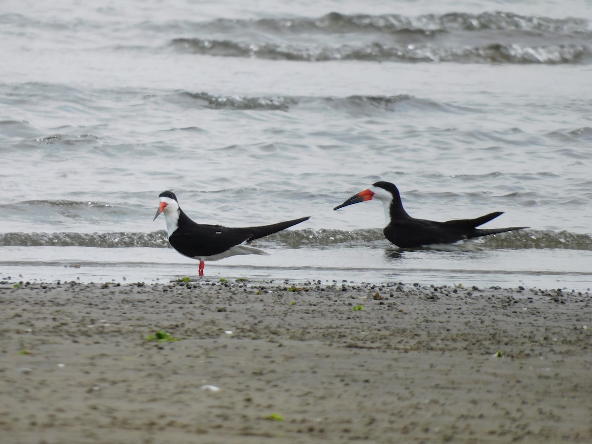 Black Skimmer - Asher Perkins