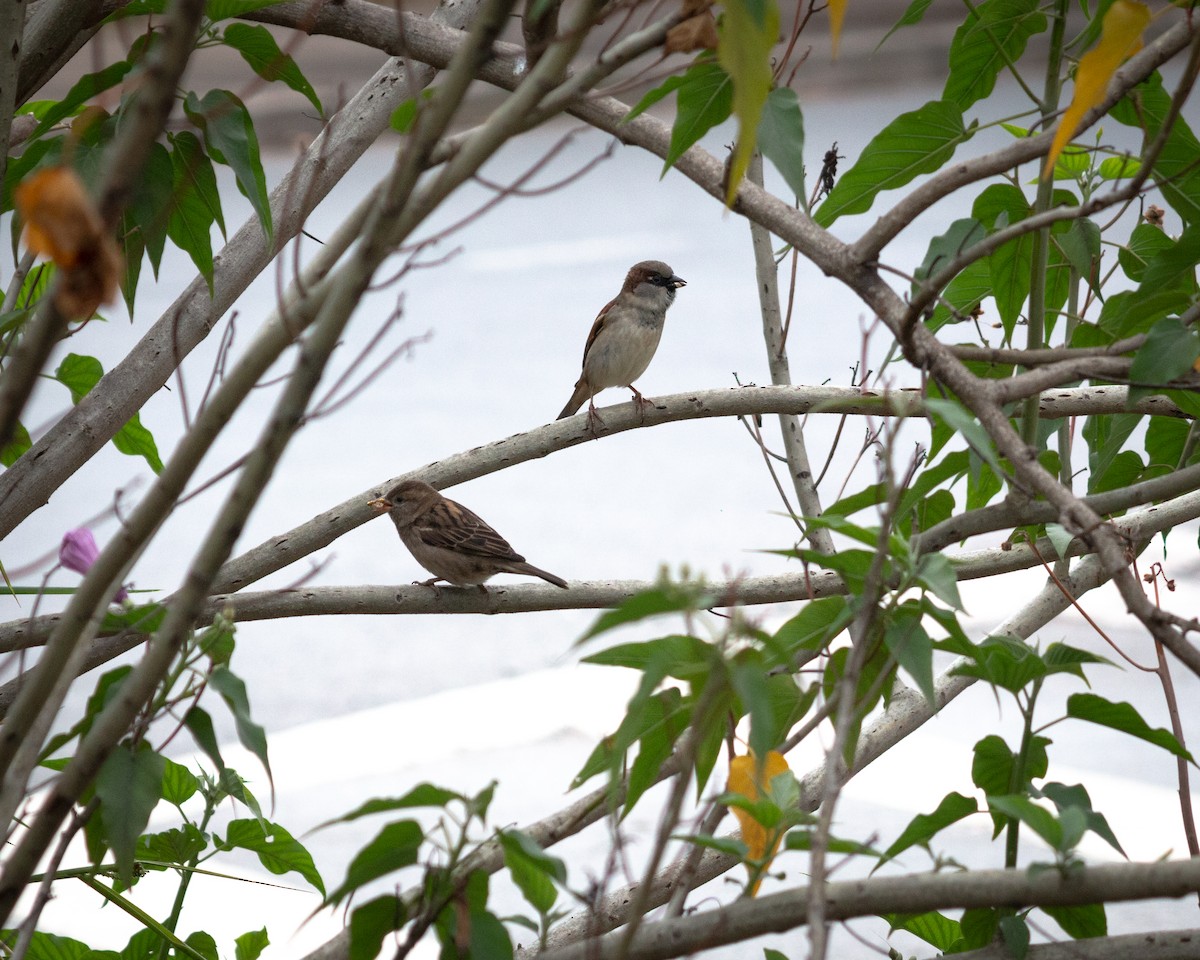 House Sparrow - Felipe Gulin