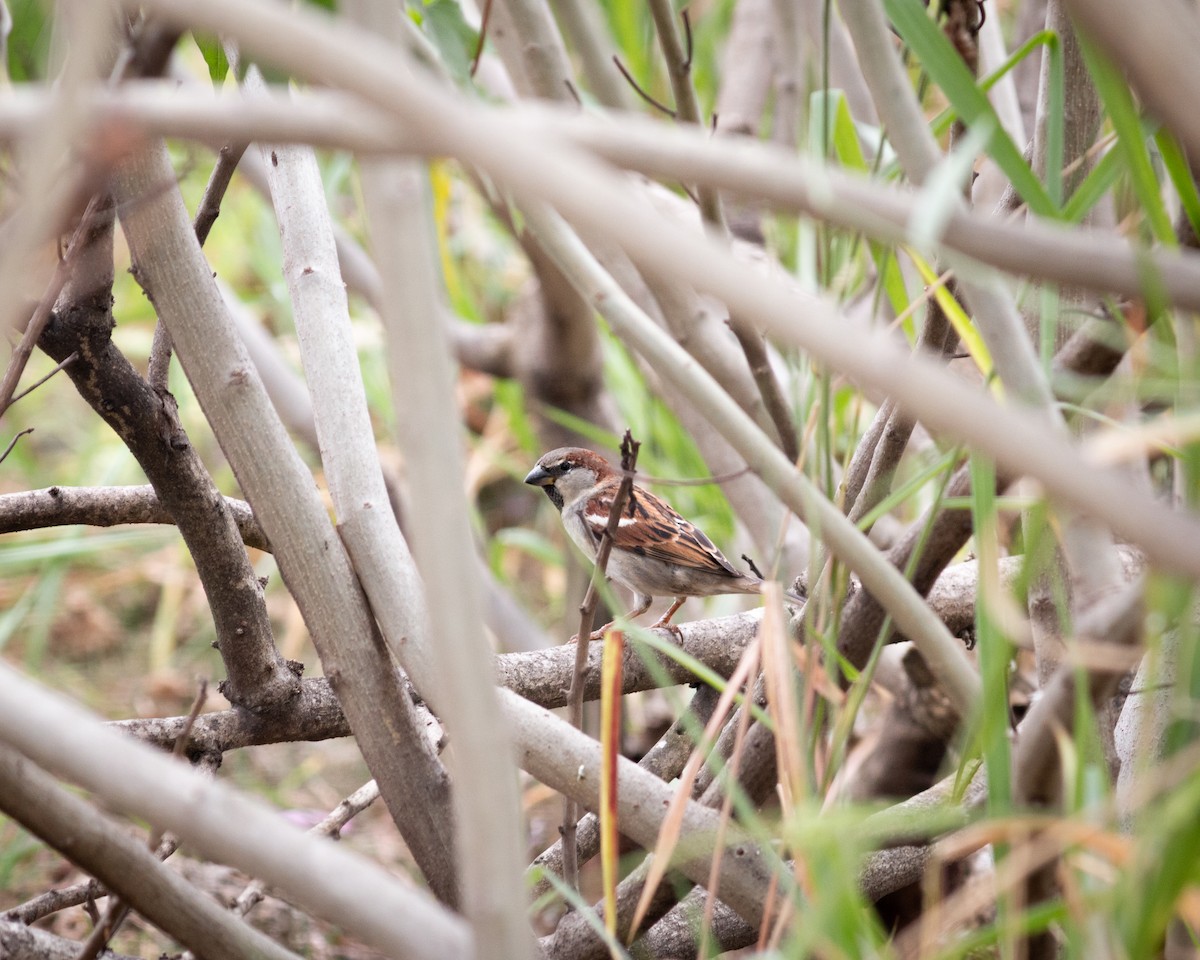 House Sparrow - Felipe Gulin