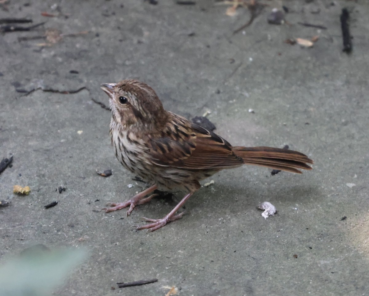 Song Sparrow - Maria Pacheco