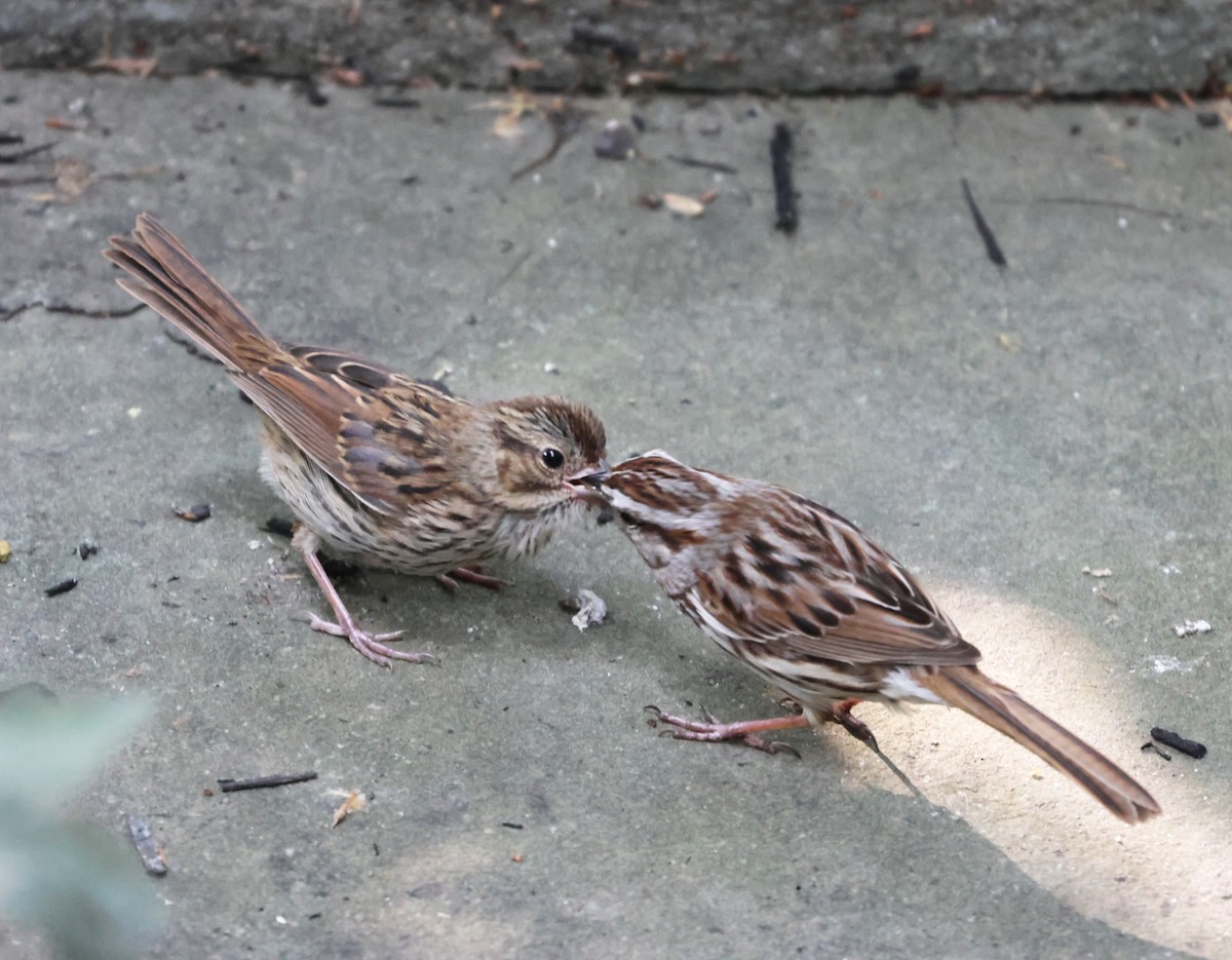 Song Sparrow - Maria Pacheco