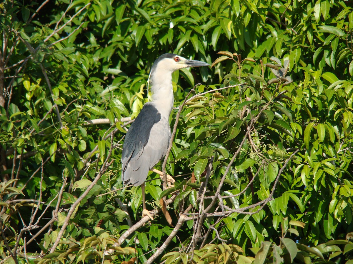 Black-crowned Night Heron - Carlos Crocce