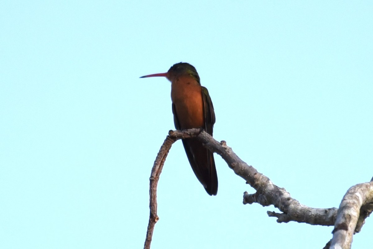 Cinnamon Hummingbird - Bruce Mast