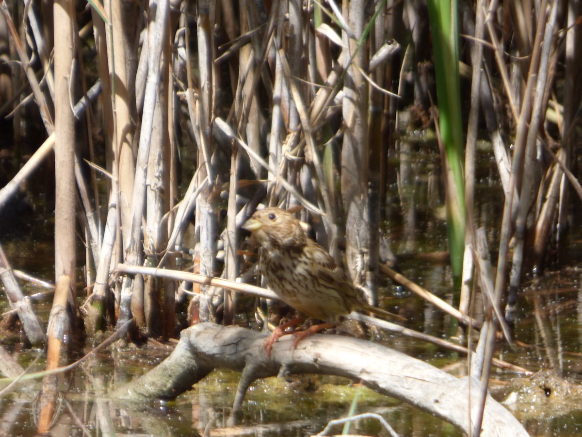 Corn Bunting - Panagiotis Michalakos