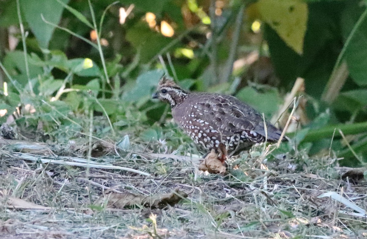 Crested Bobwhite - ML619589649