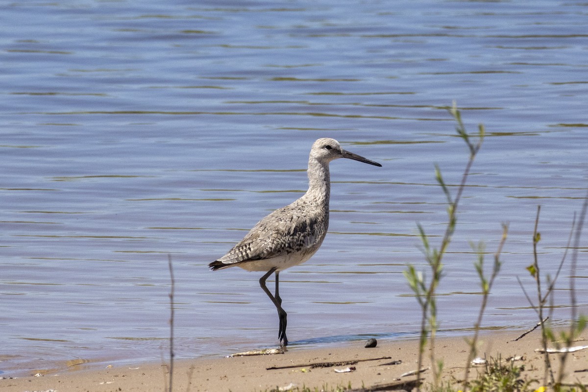 Willet - ML619589654