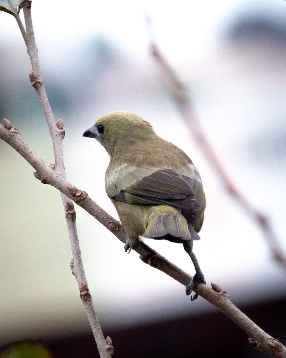 Palm Tanager - Felipe Gulin