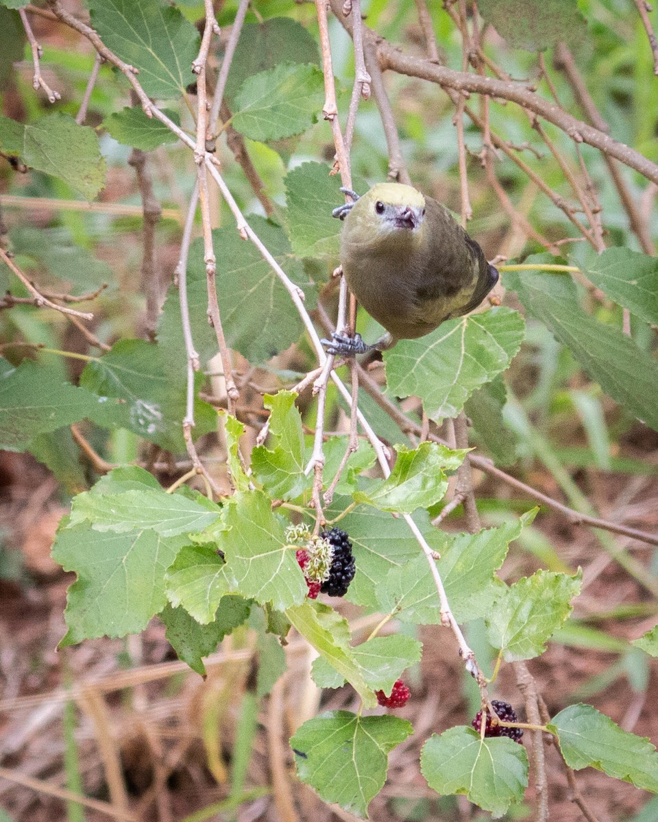 Palm Tanager - Felipe Gulin - Observatório Alado