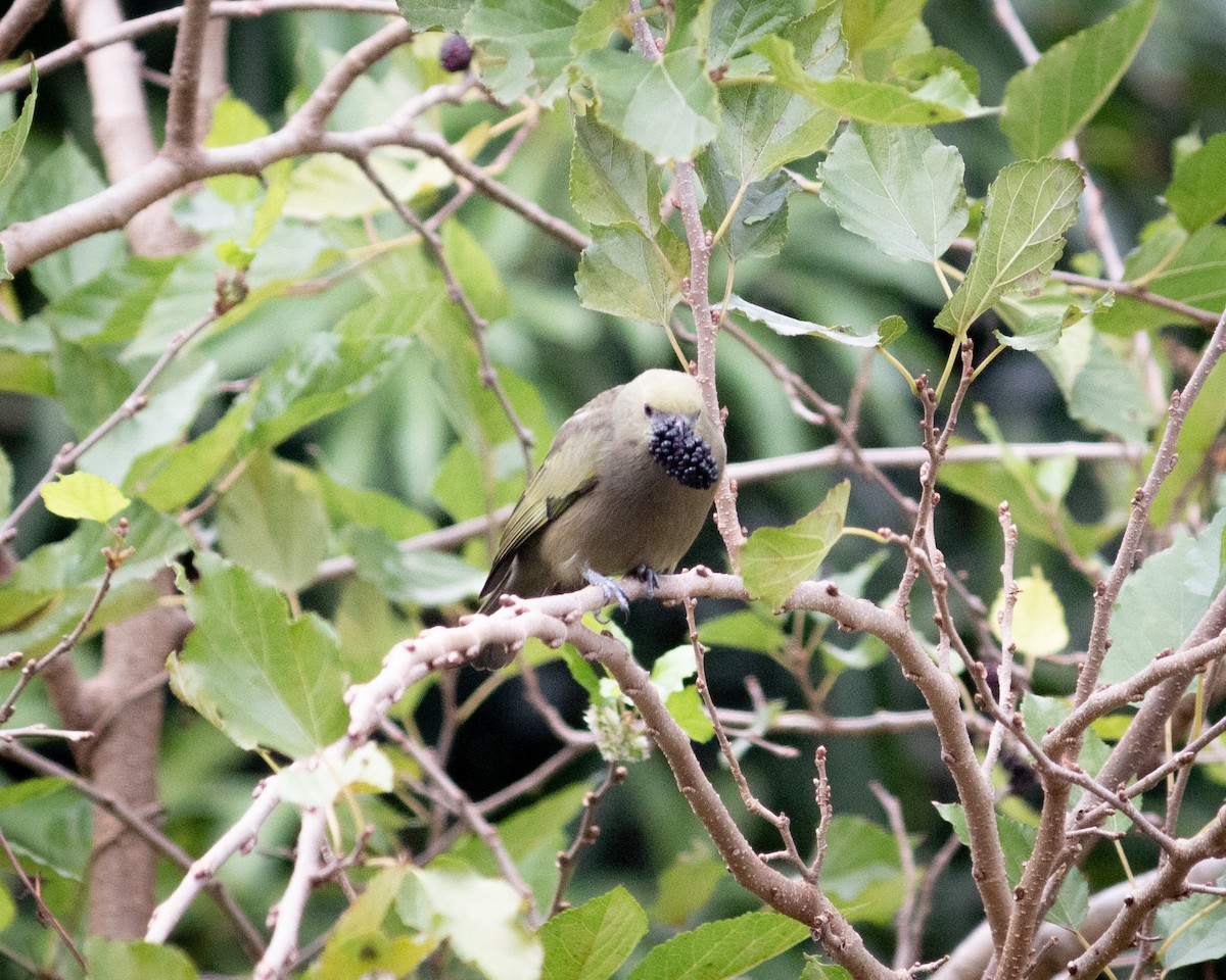 Palm Tanager - Felipe Gulin