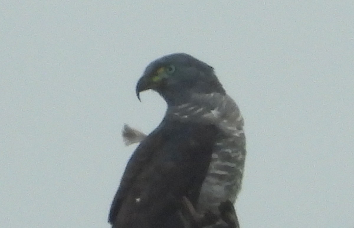 Hook-billed Kite - ML619589661