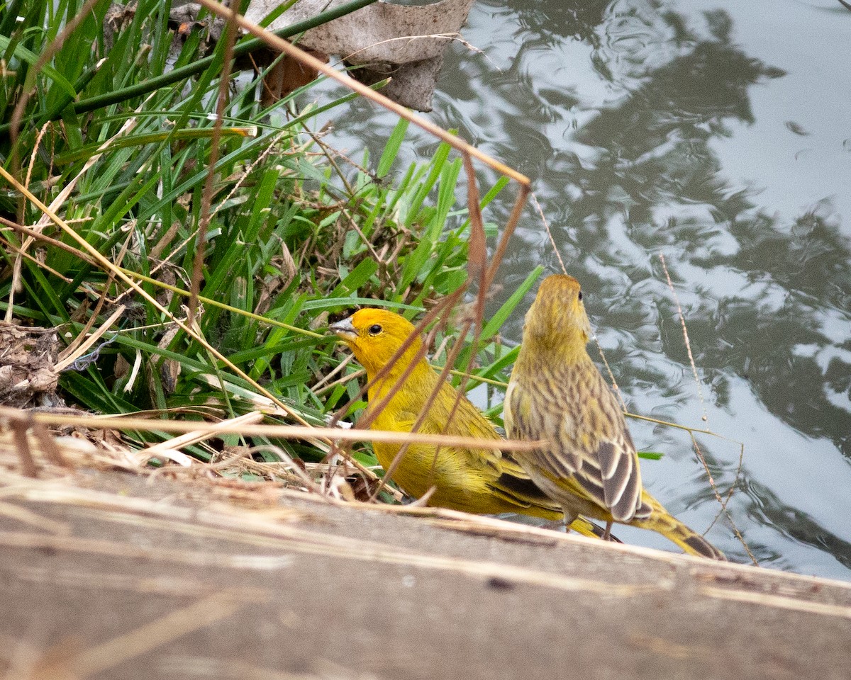 Saffron Finch - Felipe Gulin