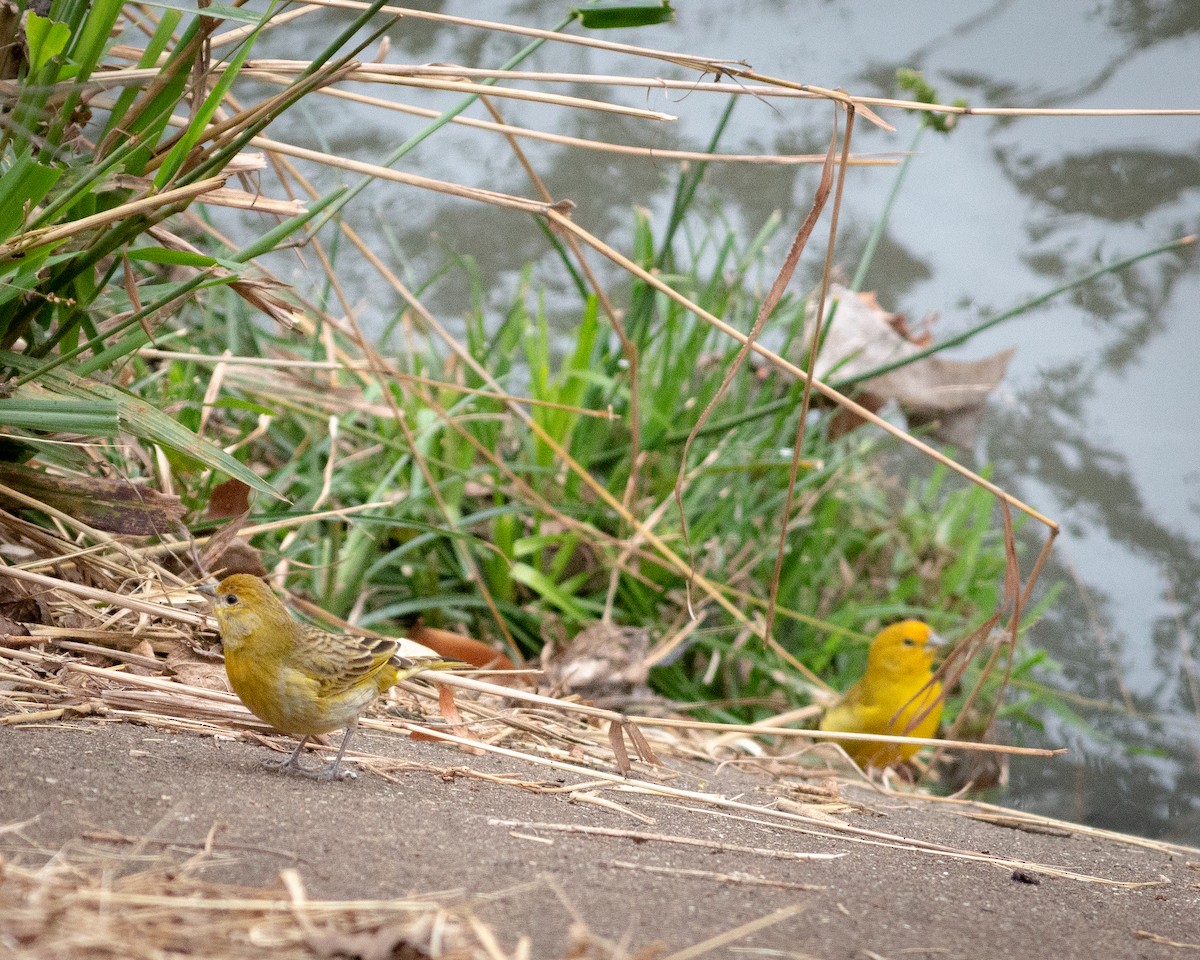 Saffron Finch - Felipe Gulin