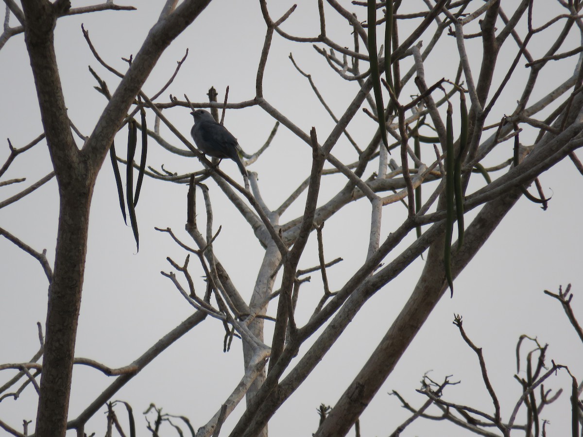 Blue-gray Tanager - ML619589671