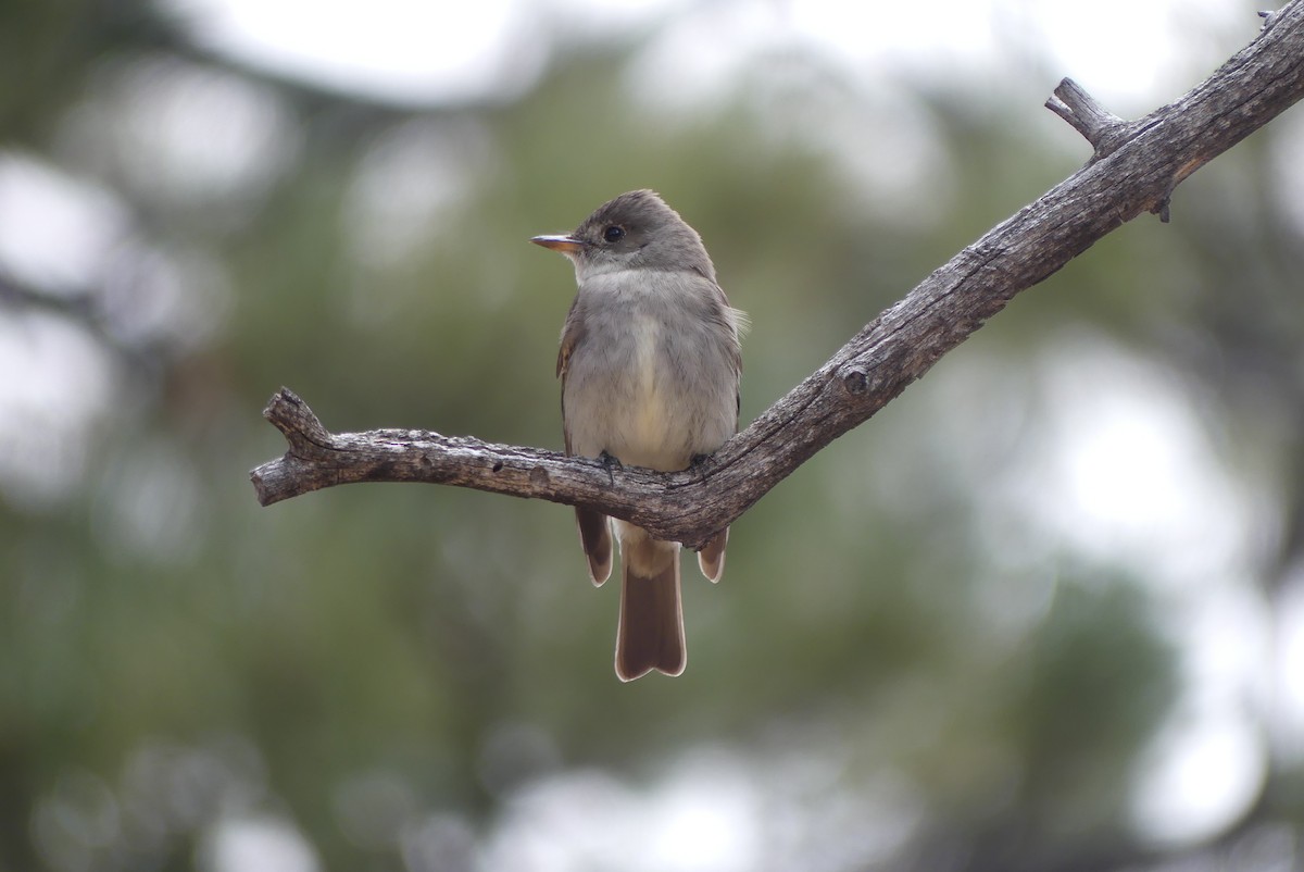 Western Wood-Pewee - Kadi Franson