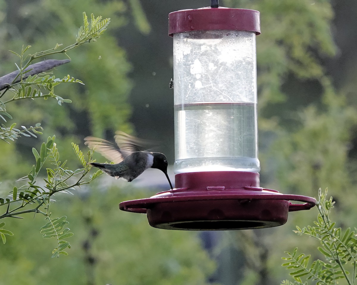 Black-chinned Hummingbird - Marie Ostrander