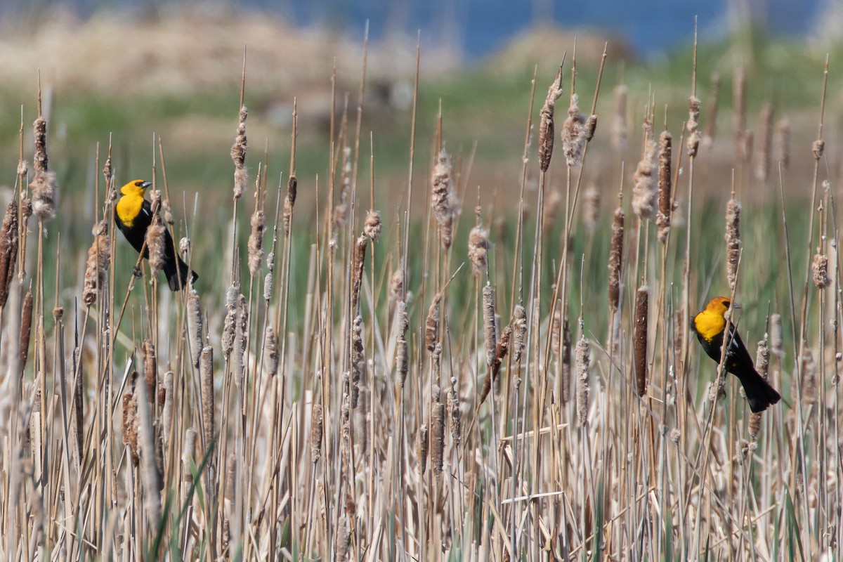 Yellow-headed Blackbird - Adam Kaningher