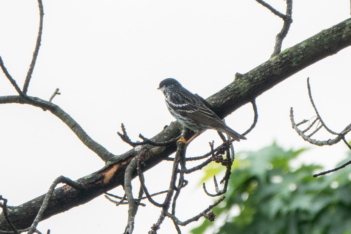 Blackpoll Warbler - Marilyn Henry