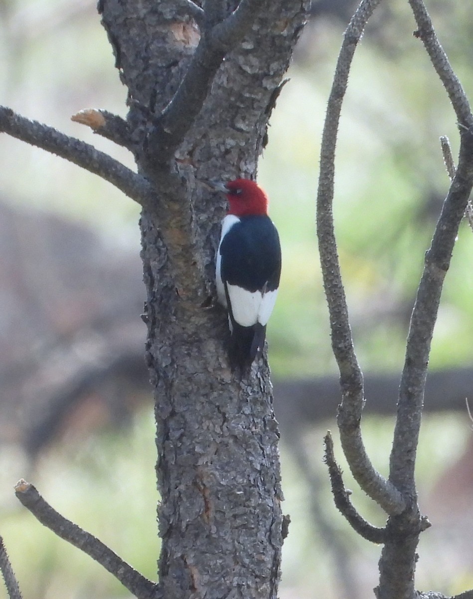 Red-headed Woodpecker - ML619589692
