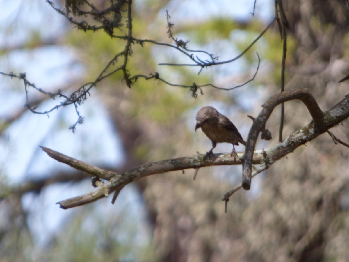 Red Crossbill - Panagiotis Michalakos