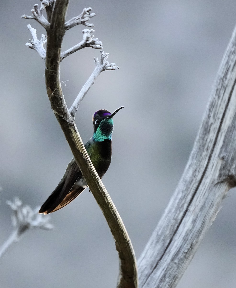 Rivoli's Hummingbird - Marie Ostrander