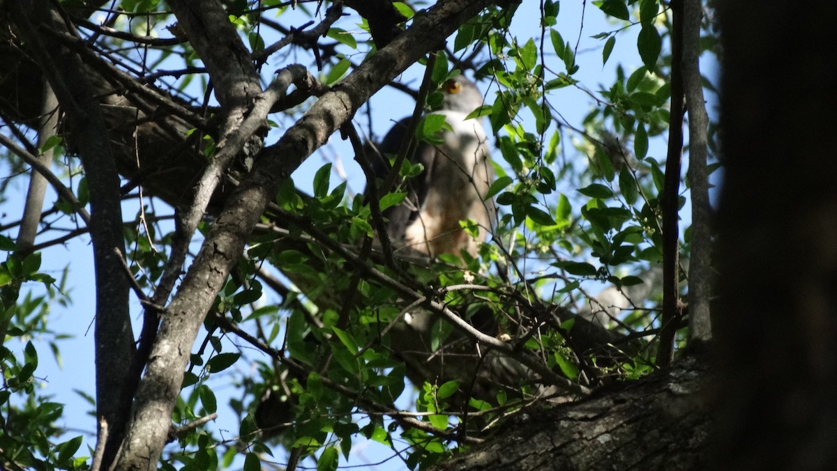 Bicolored Hawk - ML619589703