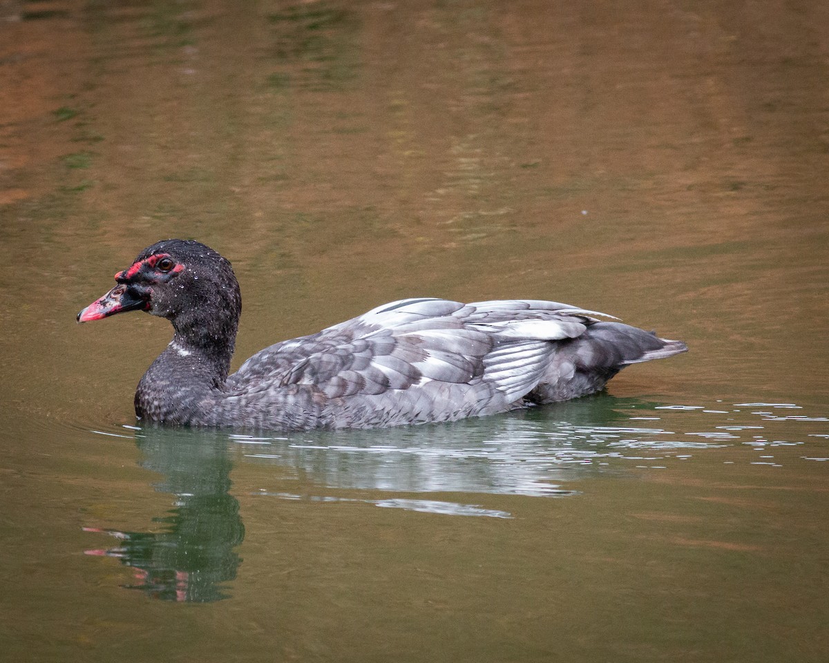 Muscovy Duck (Domestic type) - Felipe Gulin