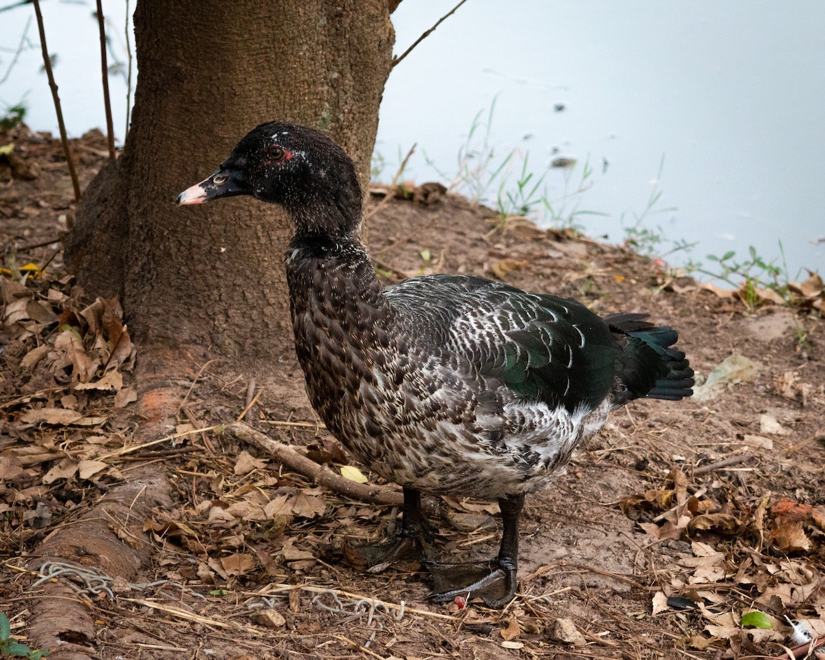 Muscovy Duck (Domestic type) - Felipe Gulin