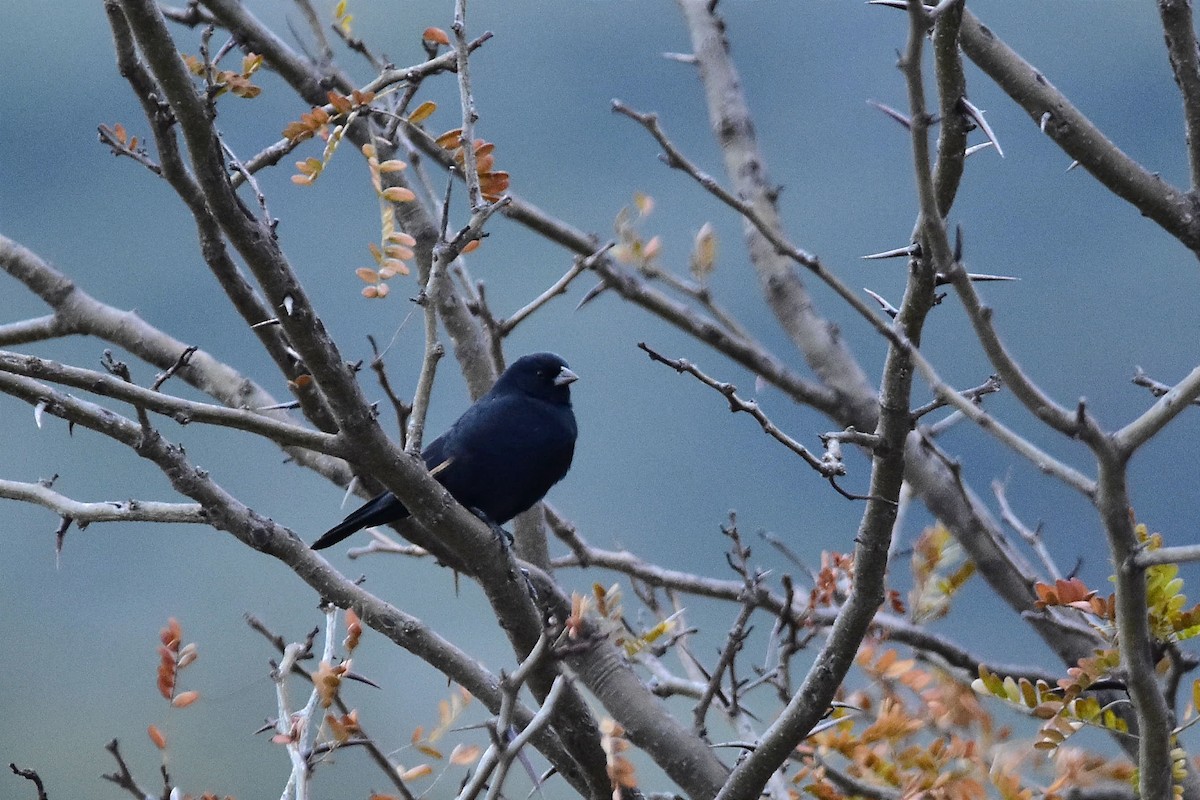 Screaming Cowbird - Juan Bardier