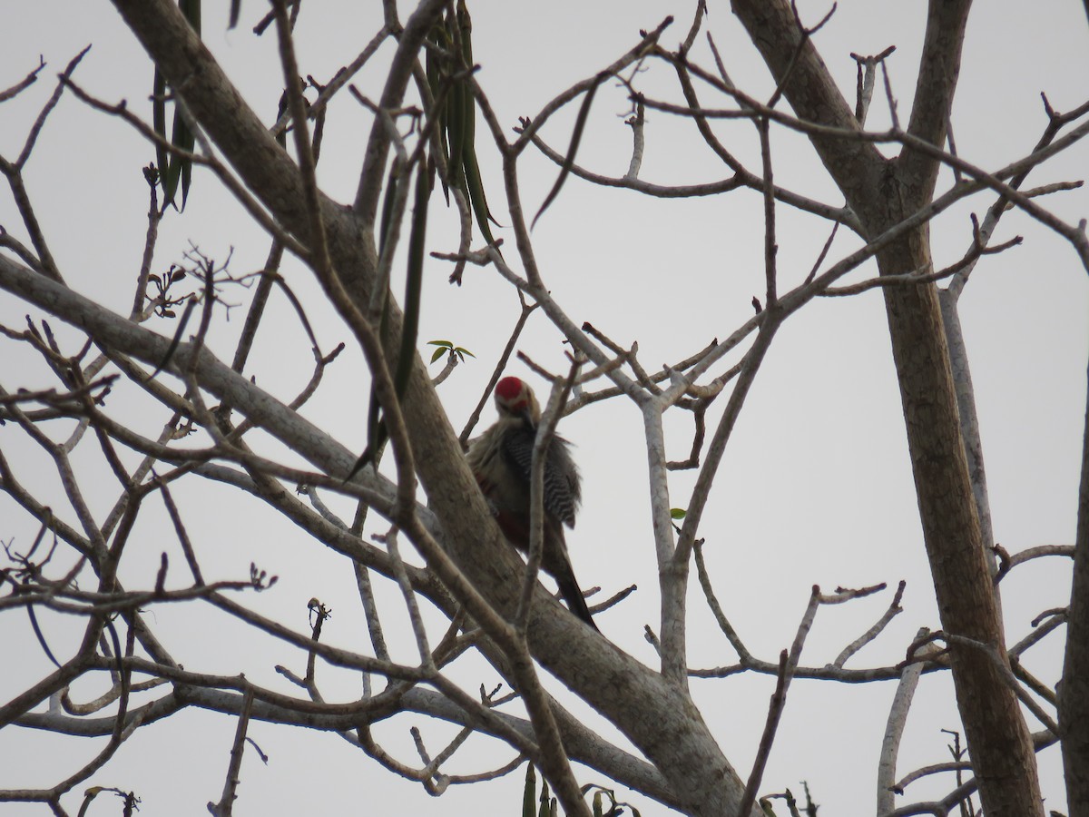 Golden-fronted Woodpecker - Sam Holcomb