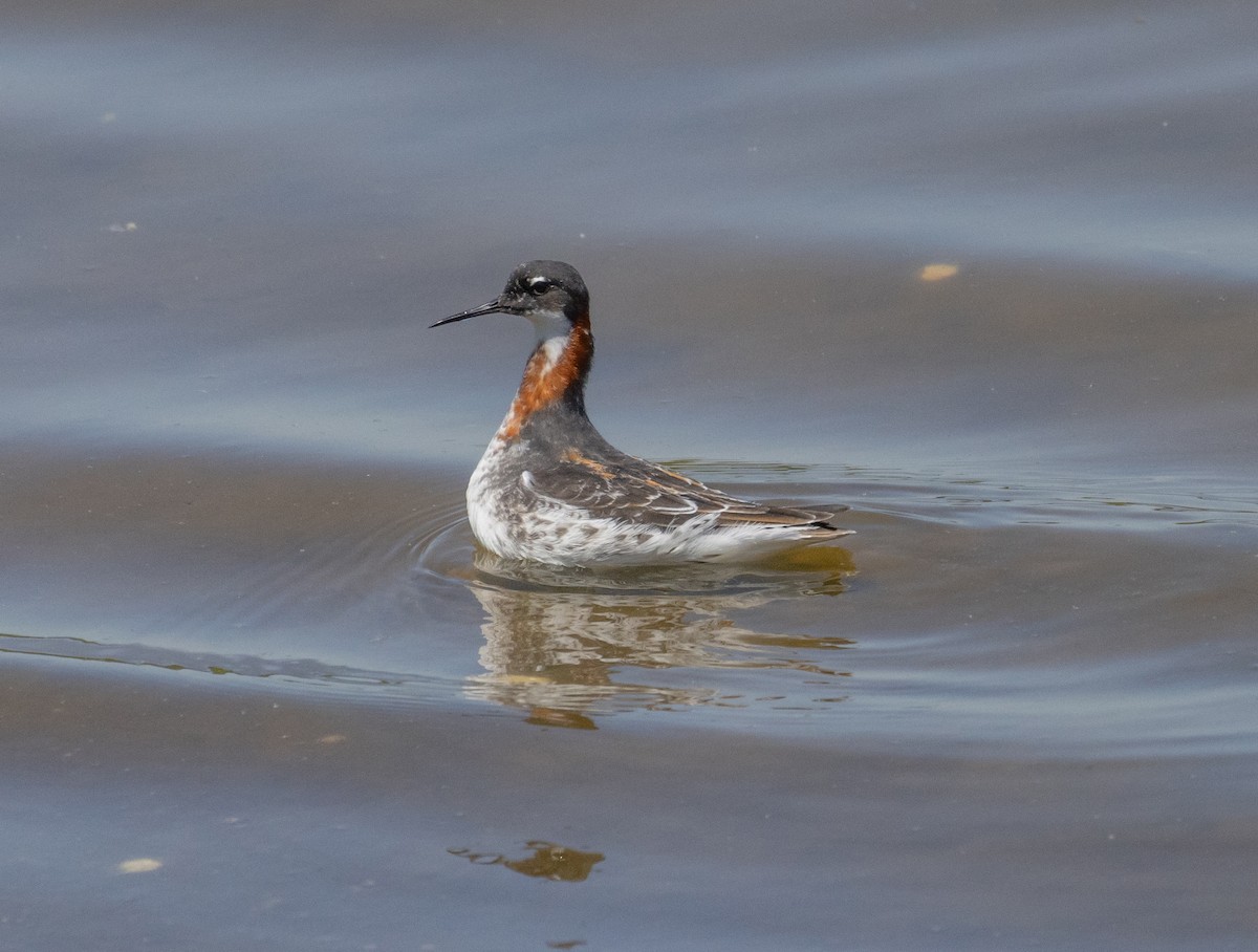 Red-necked Phalarope - MCHL ____