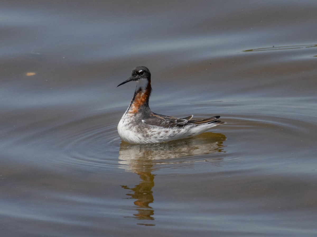 Red-necked Phalarope - MCHL ____