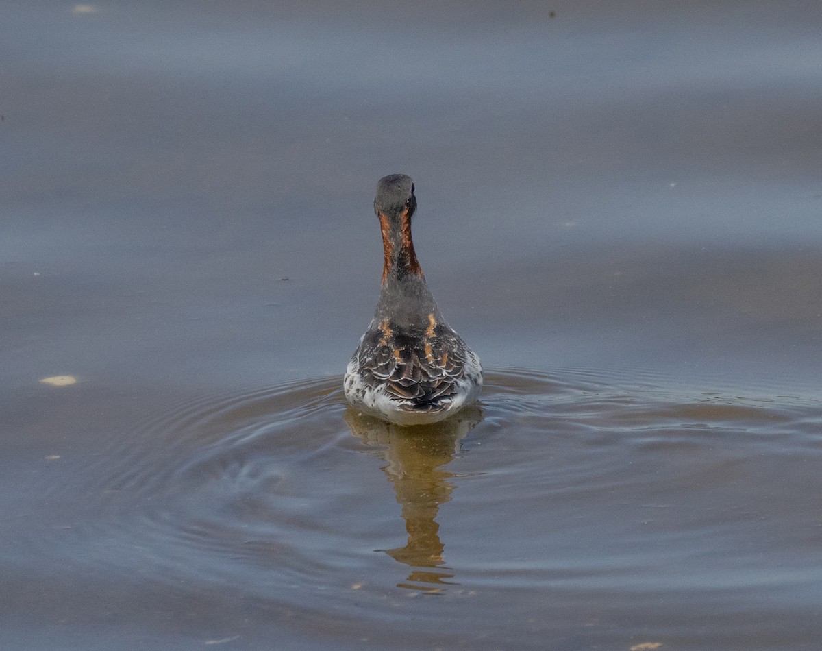 Red-necked Phalarope - MCHL ____