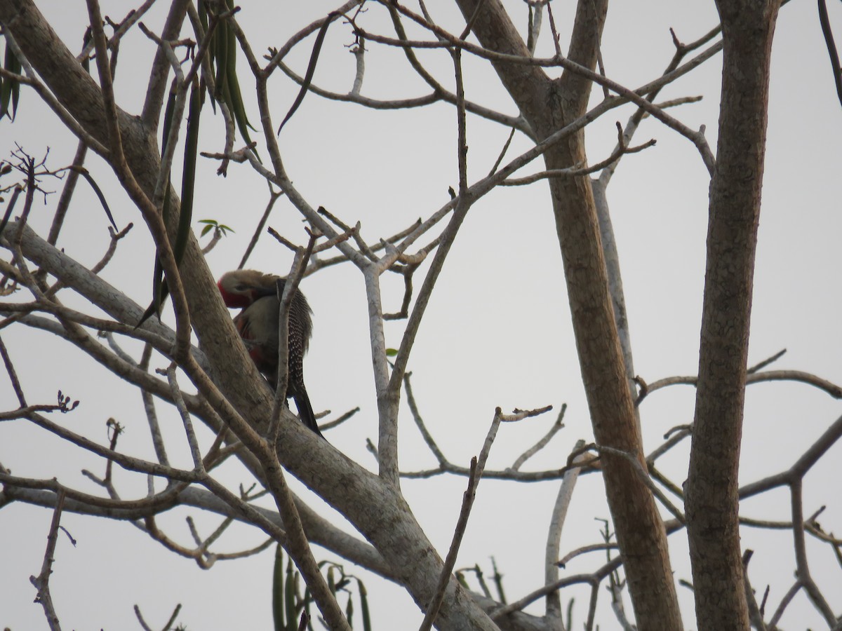 Golden-fronted Woodpecker - Sam Holcomb
