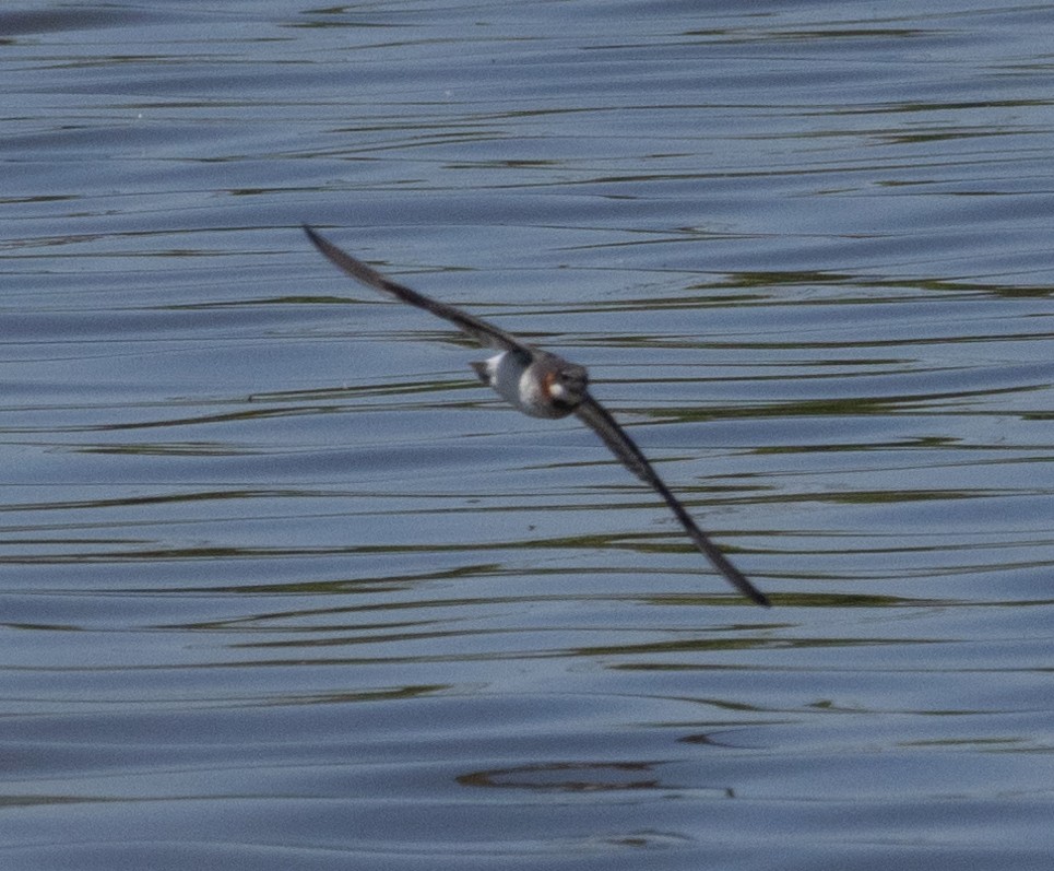 Red-necked Phalarope - MCHL ____